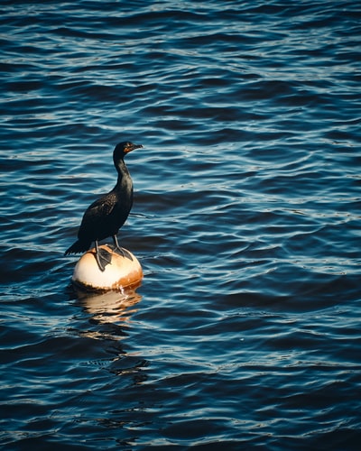 白天站在水面浮球上的黑鸟